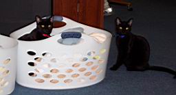 cats/2004-08-07 004.jpg